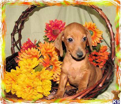 Puppies in KY